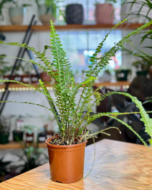 Nephrolepis cordifolia ‘Duffii’ - Plant Daddy