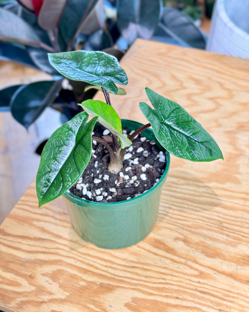 Alocasia scalprum