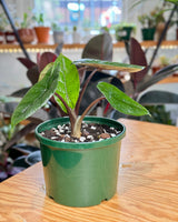 Alocasia scalprum