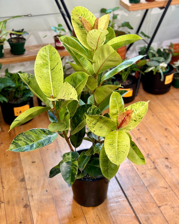 Ficus elastica ‘Shivereana’ - Plant Daddy