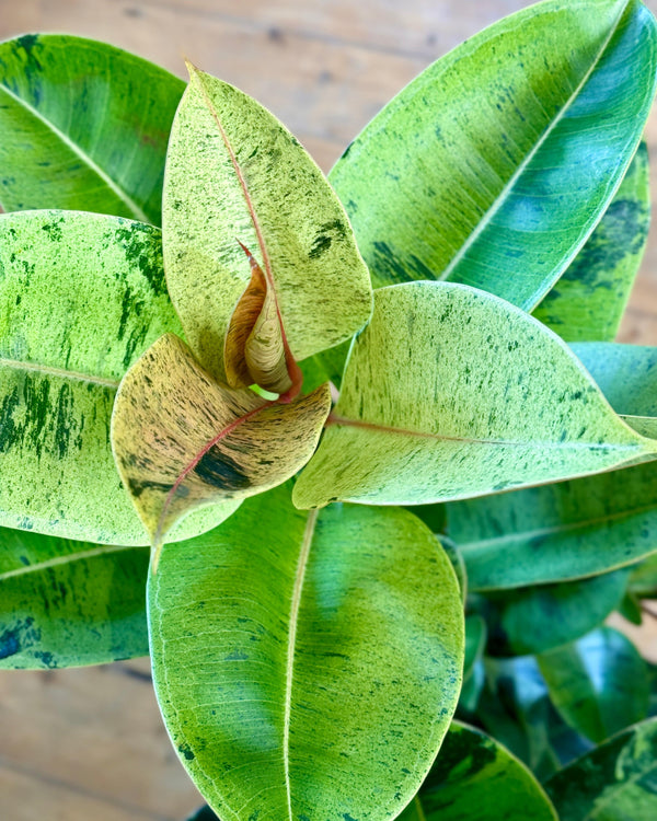 Ficus elastica ‘Shivereana’ - Plant Daddy