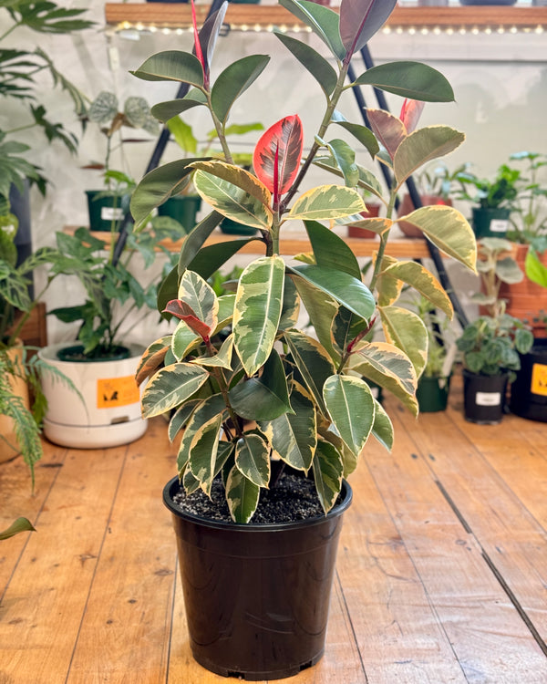 Ficus elastica ‘Tineke’ (Rubber plant)