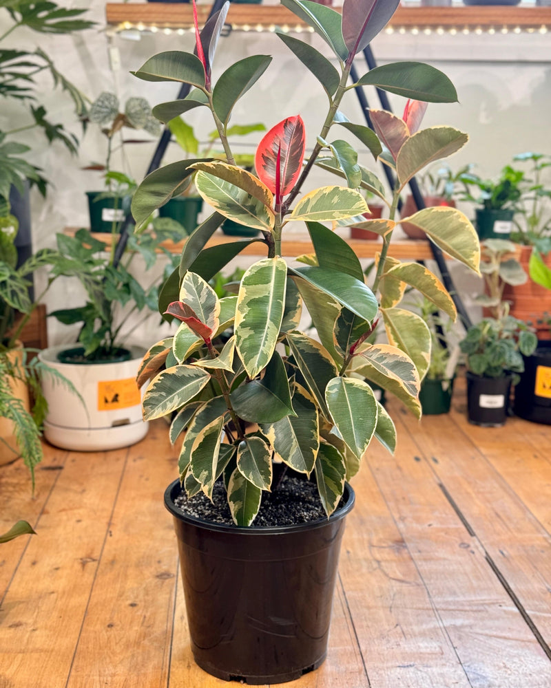 Ficus elastica ‘Tineke’ (Rubber plant) - Plant Daddy