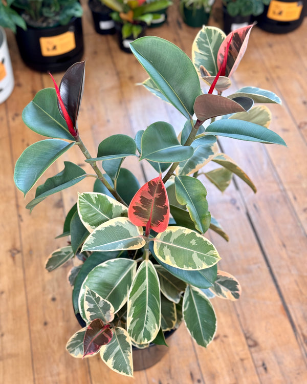 Ficus elastica ‘Tineke’ (Rubber plant)