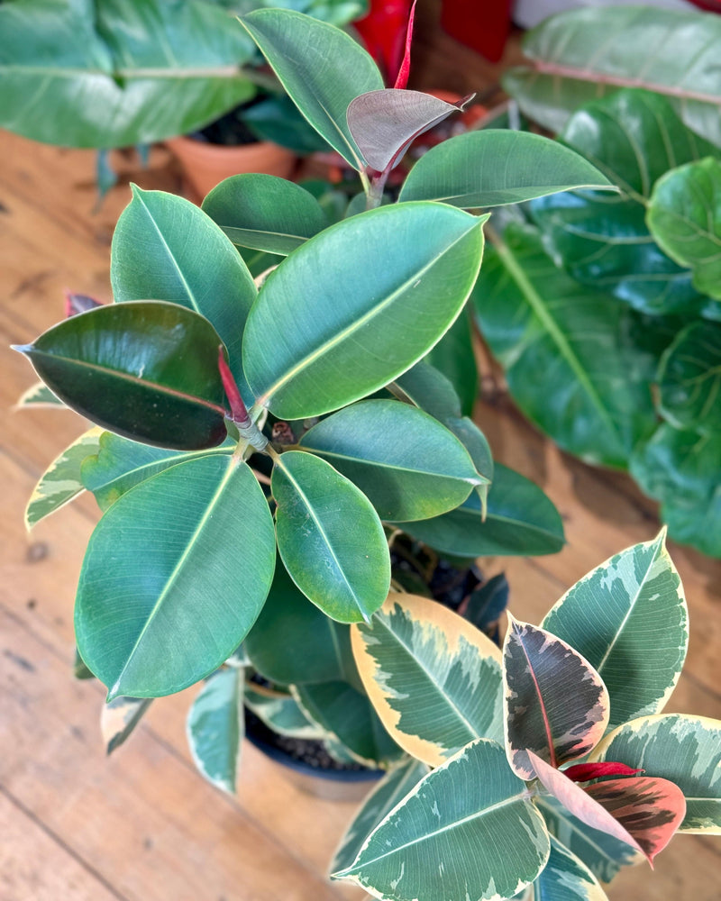 Ficus elastica ‘Tineke’ (Rubber plant) - Plant Daddy