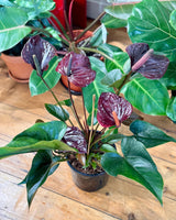 Anthurium andraeanum 'Flamingo flower' - Plant Daddy