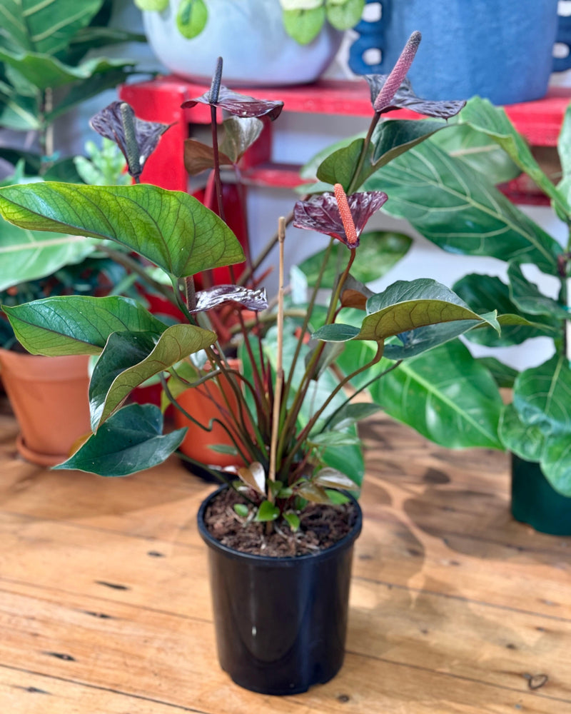 Anthurium andraeanum 'Flamingo flower' - Plant Daddy