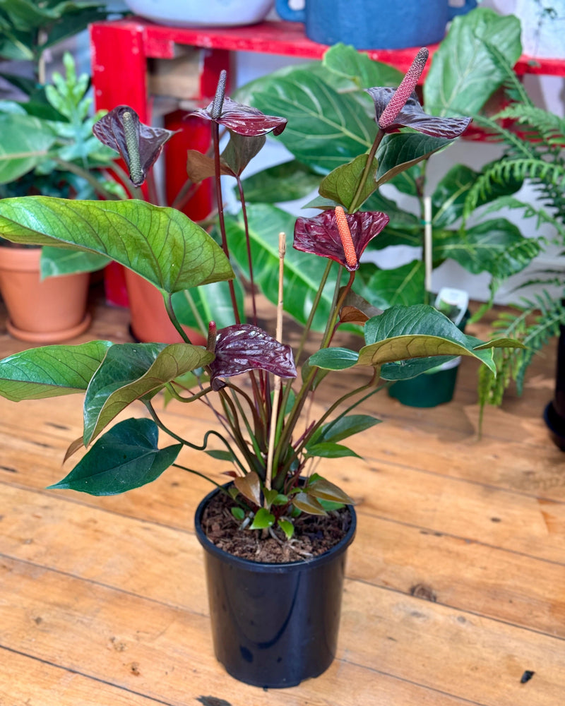 Anthurium andraeanum 'Flamingo flower' - Plant Daddy