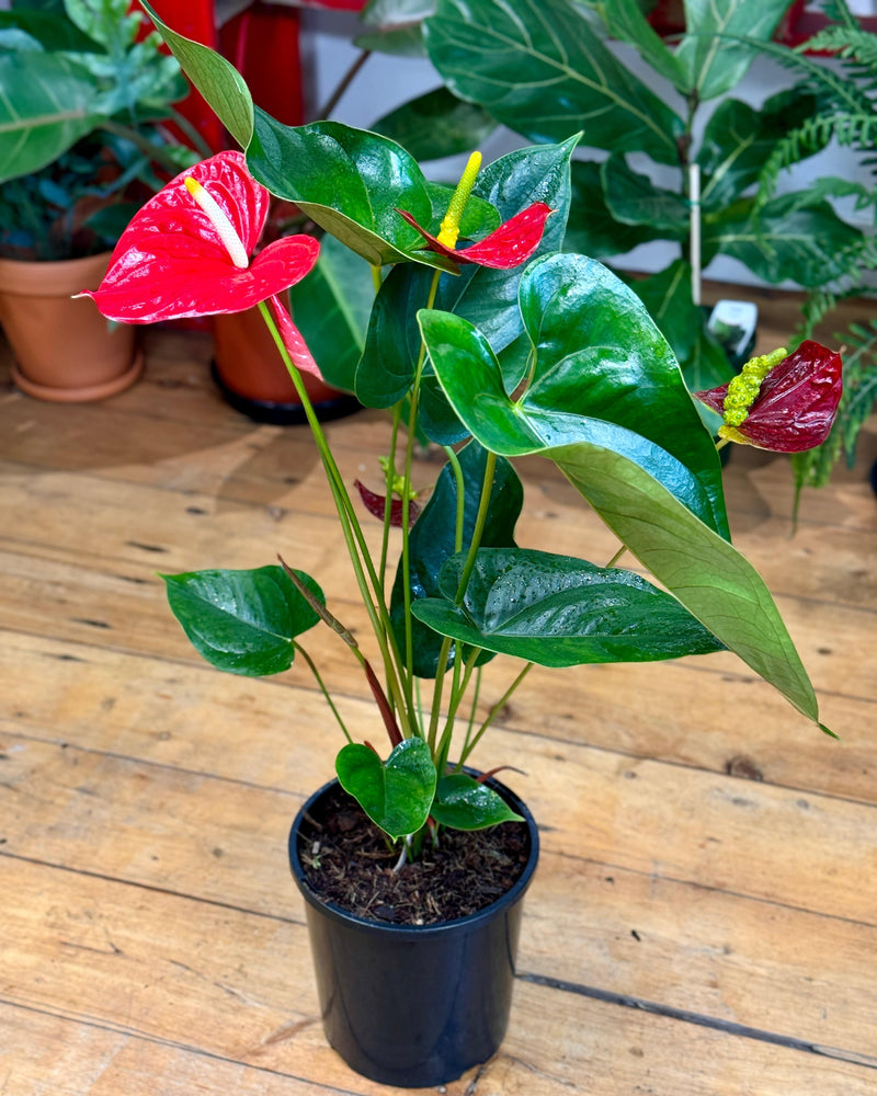 Anthurium andraeanum 'Flamingo flower' - Plant Daddy