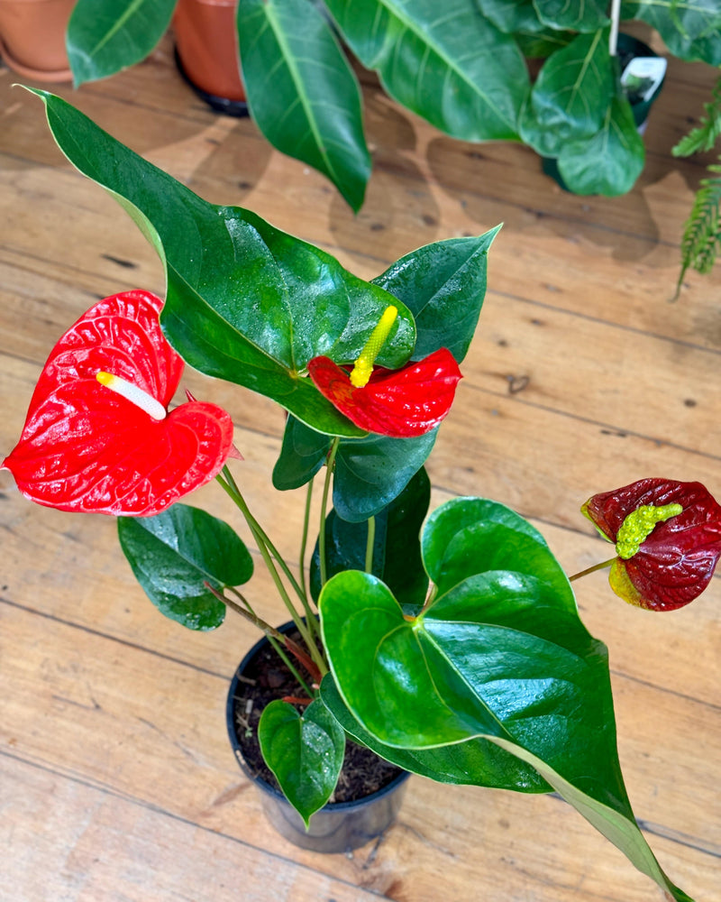 Anthurium andraeanum 'Flamingo flower' - Plant Daddy