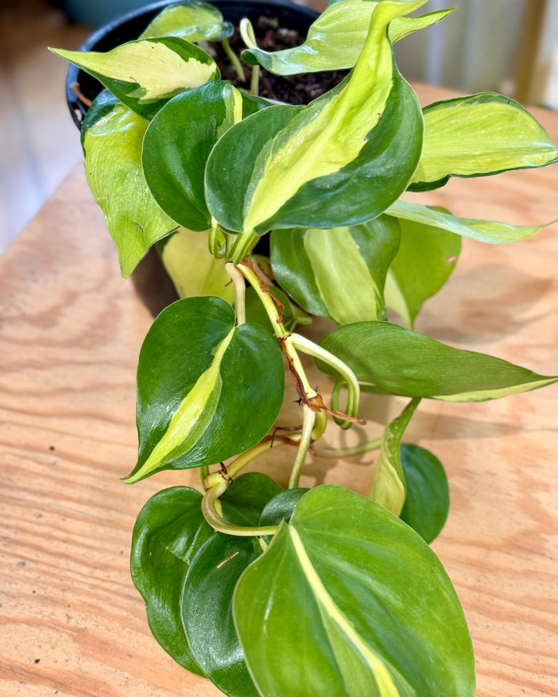 Philodendron hederaceum ‘Brasil’ - Plant Daddy