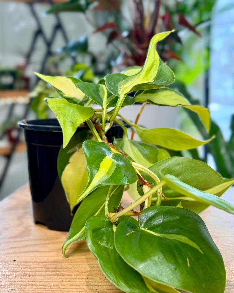 Philodendron hederaceum ‘Brasil’ - Plant Daddy