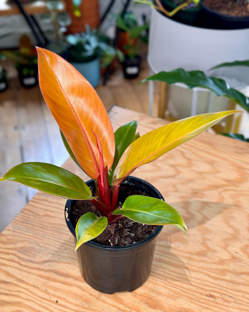 Philodendron ‘Prince of Orange’ - Plant Daddy