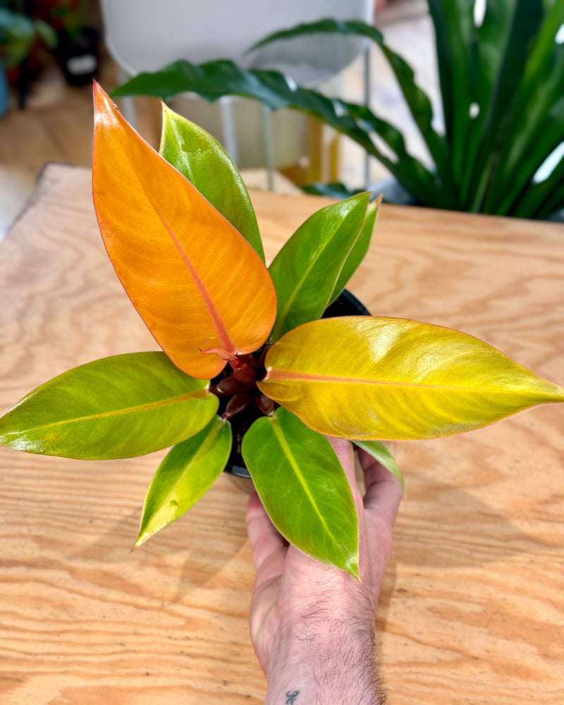 Philodendron ‘Prince of Orange’ - Plant Daddy