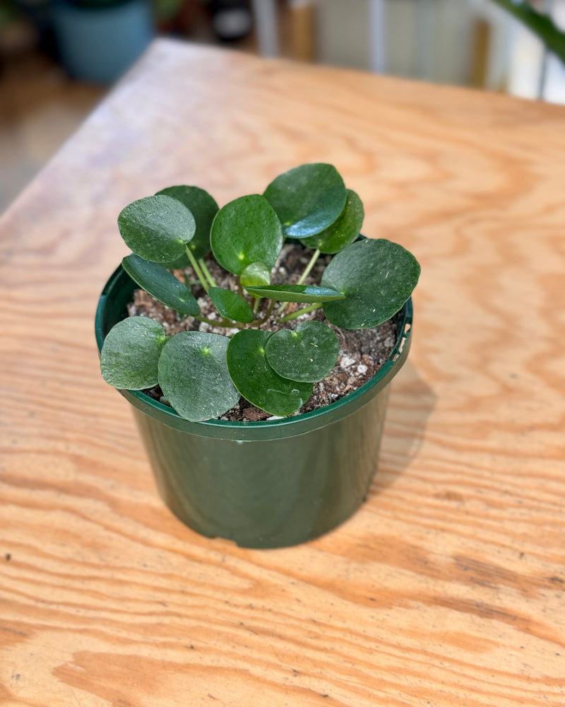 Pilea peperomiodes 'Chinese Money Plant'