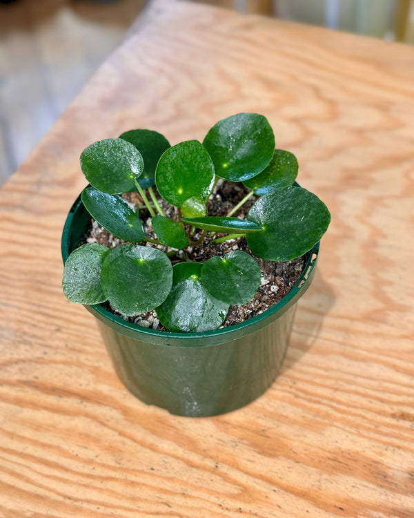 Pilea peperomiodes (Chinese Money Plant)