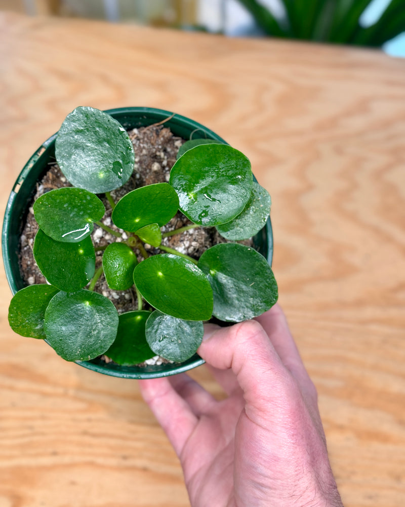 Pilea peperomiodes 'Chinese Money Plant'