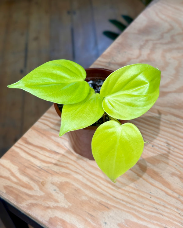 Philodendron cordatum ‘Neon’