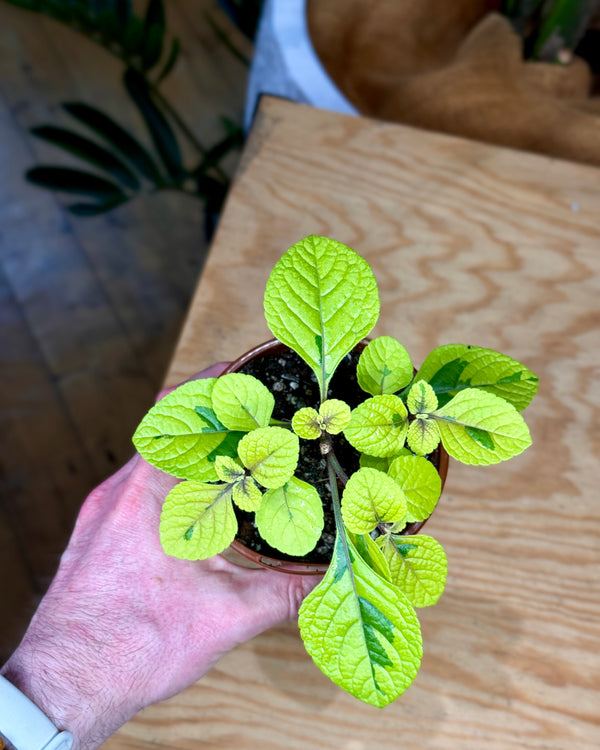 Plectranthus cillatus Gold