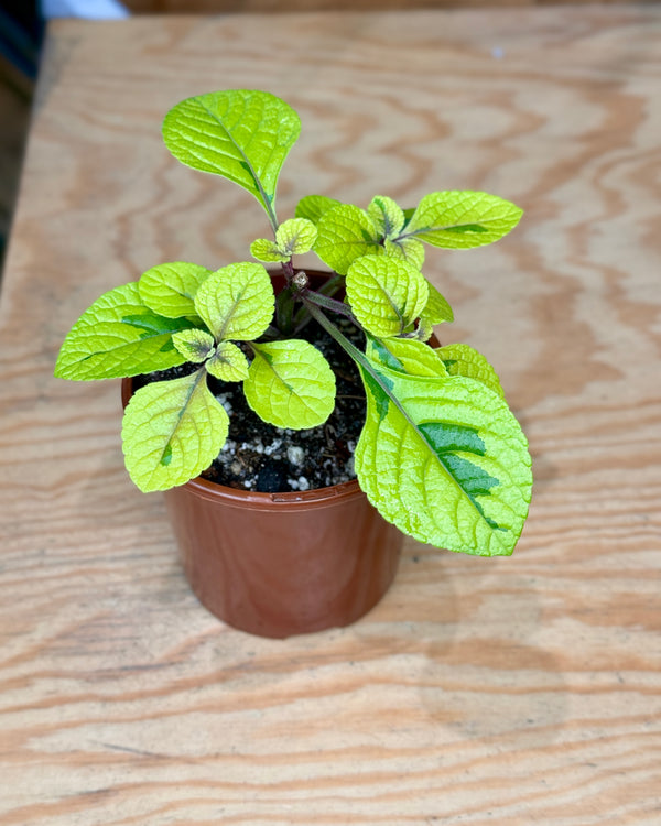 Plectranthus cillatus Gold