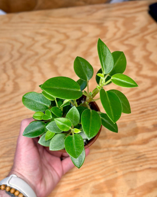 Peperomia orba 'Pixie'