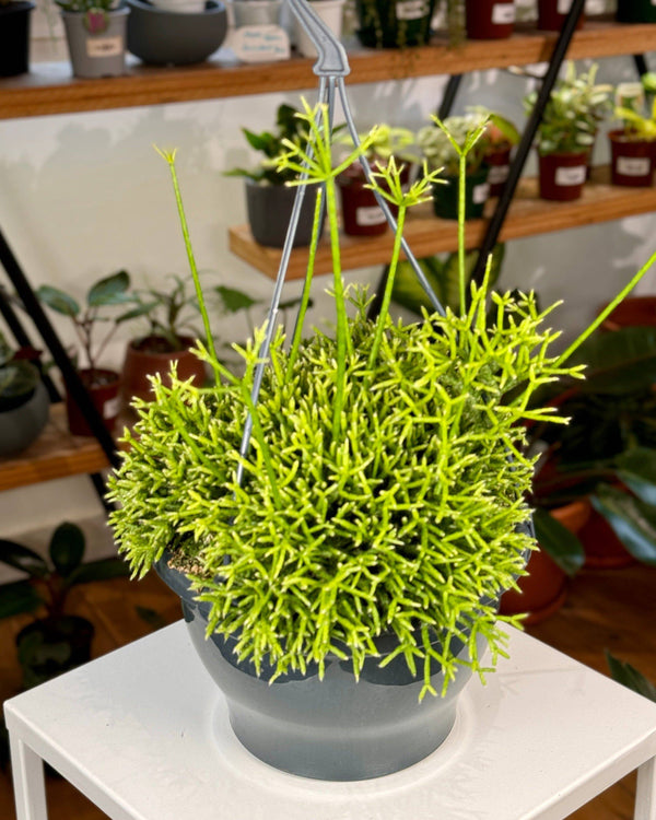 Rhipsalis Cereuscula - Plant Daddy