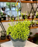 Rhipsalis Cereuscula - Plant Daddy