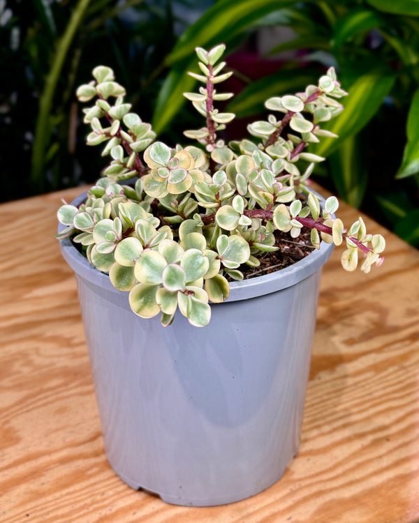 Portulacaria Cascade Variegated