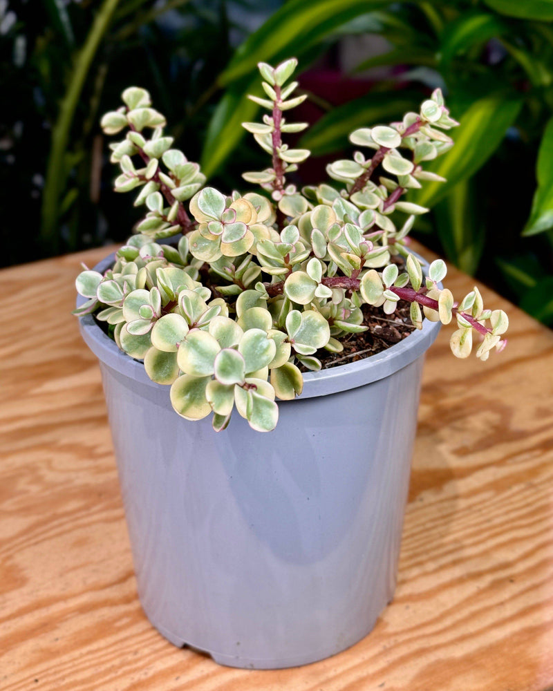 Portulacaria ‘Cascade Variegated’