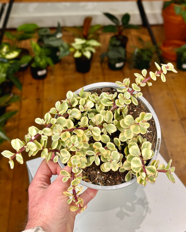 Portulacaria Cascade Variegated