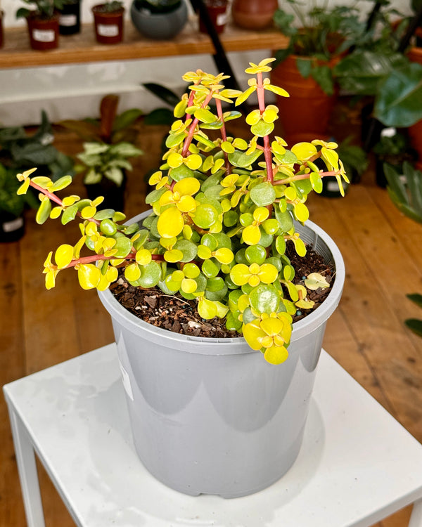 Portulacaria afra Aurea