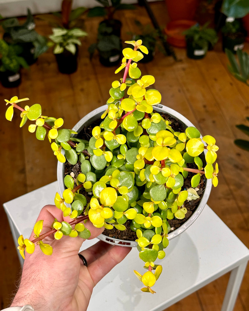 Portulacaria afra Aurea