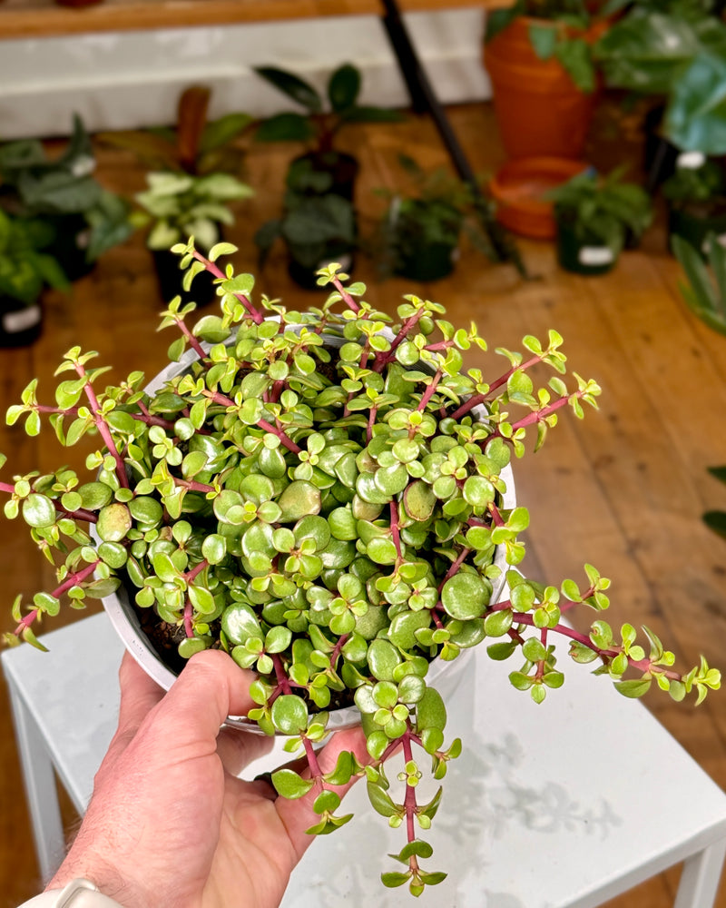 Portulacaria Cascade