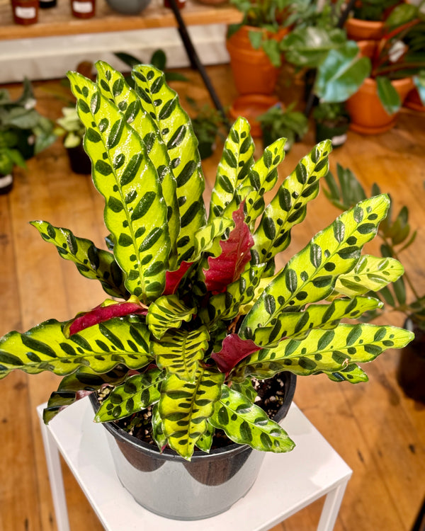 Calathea insignis ‘Rattlesnake’