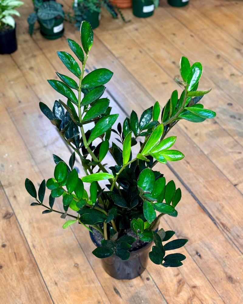 Zamioculcas zamiifolia ‘Dark’ (ZZ Plant)