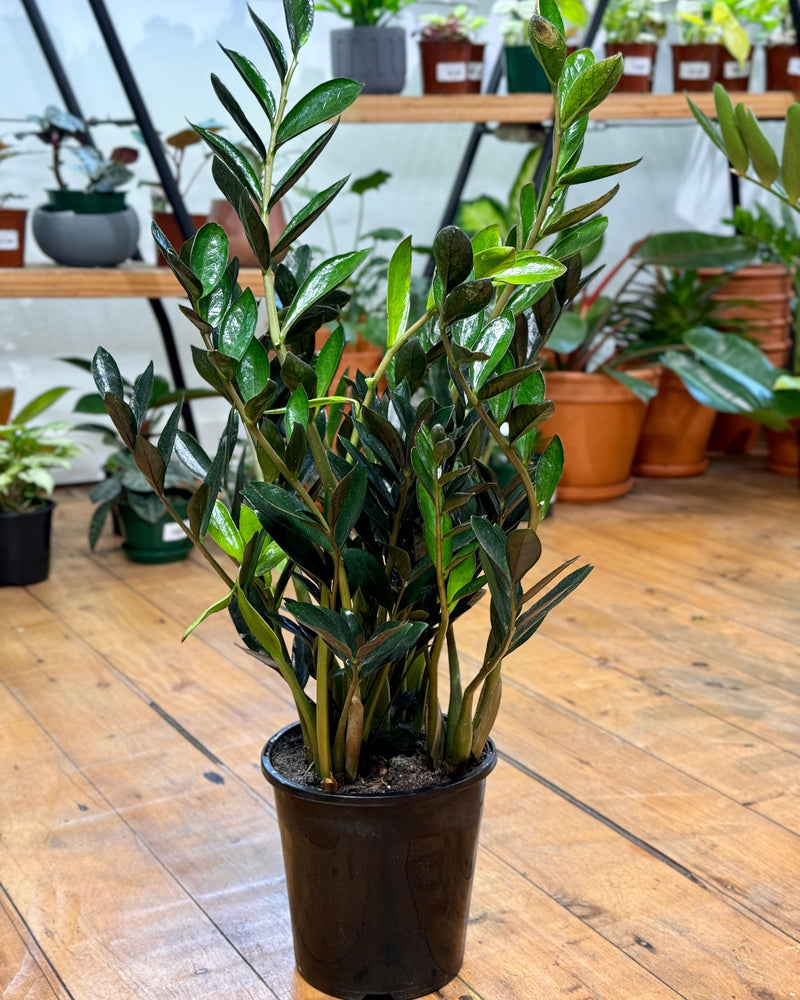 Zamioculcas zamiifolia ‘Dark’ (ZZ Plant)