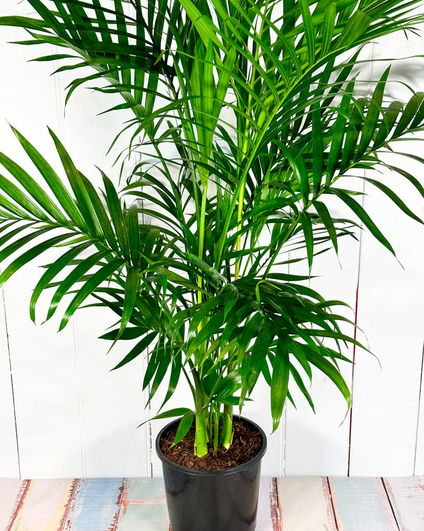 Cascade Palm (Chamaedorea atroviren)