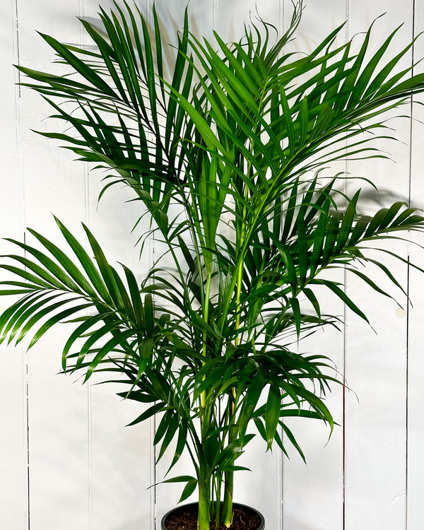 Cascade Palm (Chamaedorea atroviren)
