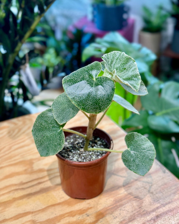 Begonia venosa