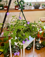 Streptocarpus caulescens (Nodding Violet) - Plant Daddy