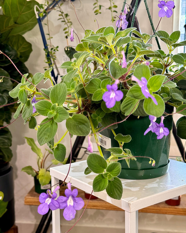 Streptocarpus caulescens (Nodding Violet) - Plant Daddy