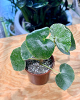 Begonia venosa