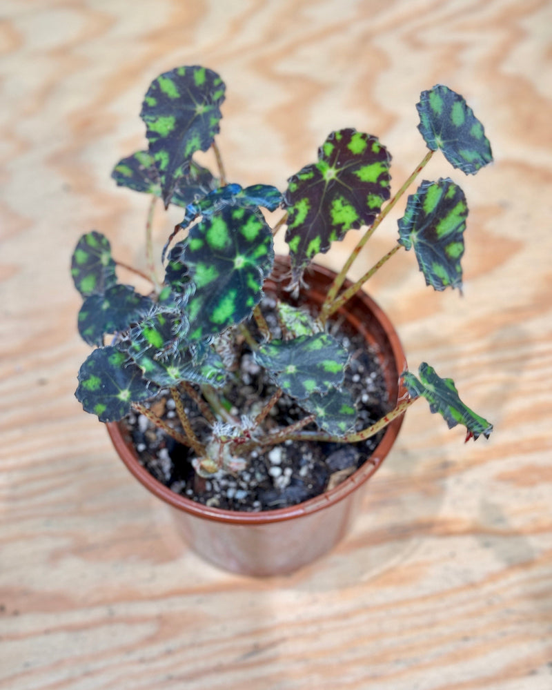 Begonia rex ‘Tiger Paw’ - Plant Daddy