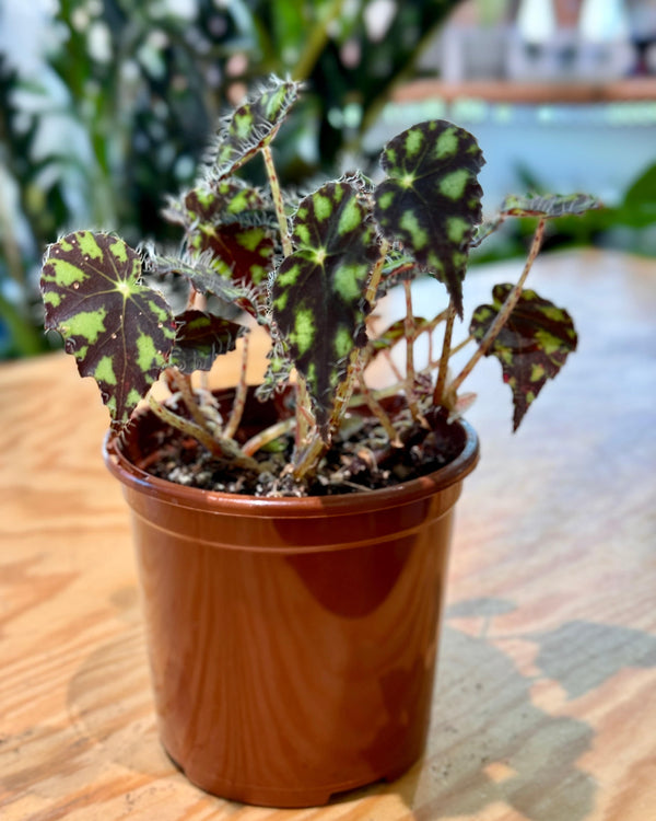 Begonia rex ‘Tiger Paw’ - Plant Daddy