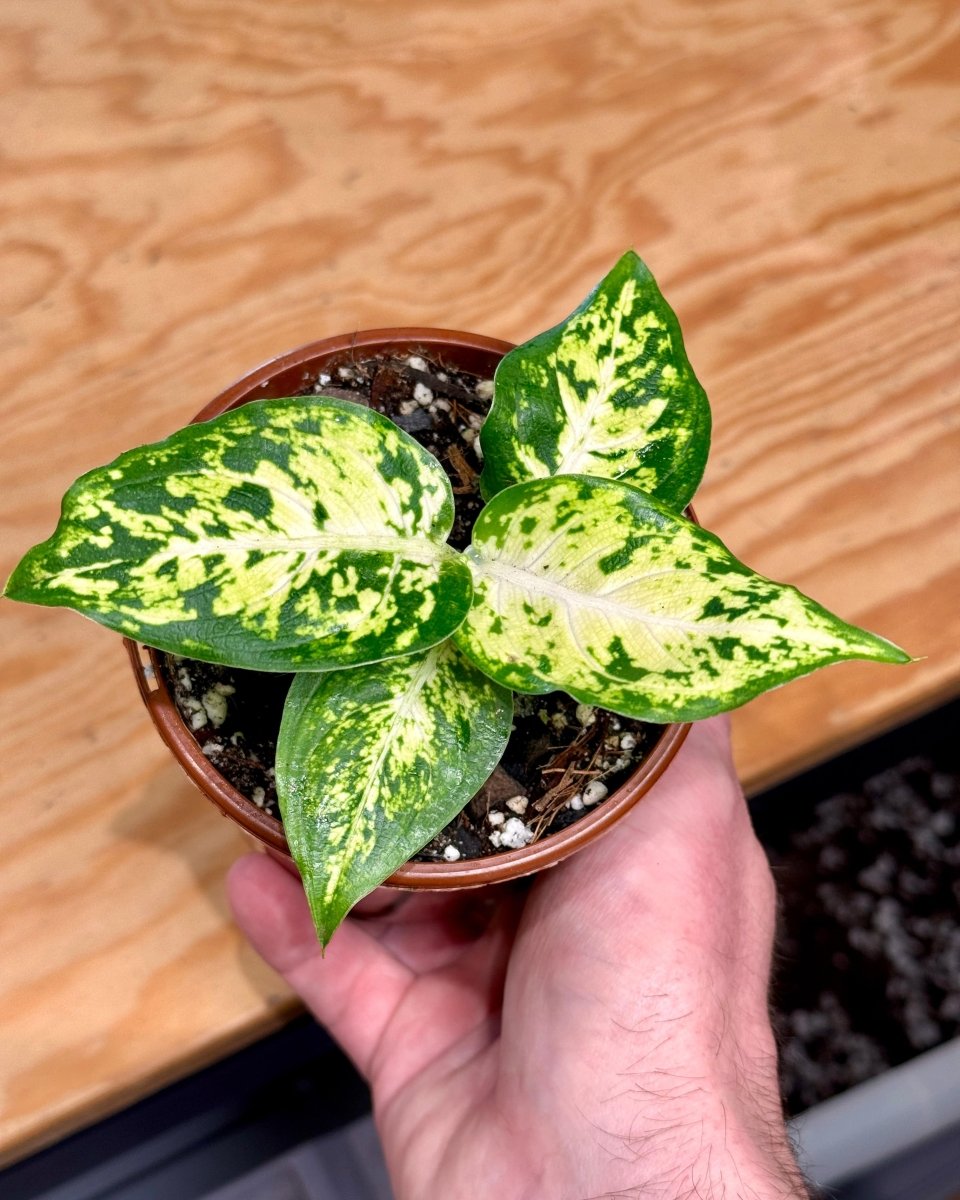 dieffenbachia maculata mars Dieffenbachia 'Mars'