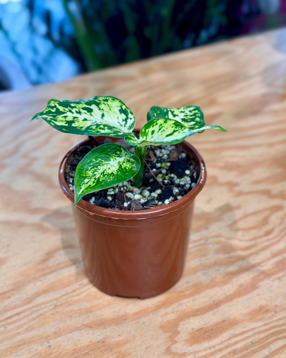 dieffenbachia mars care Dieffenbachia 'Mars'