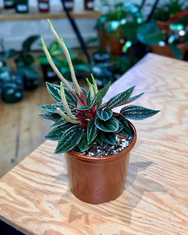 Peperomia Caperata Eden Rosso