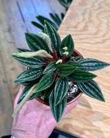 Peperomia Caperata Eden Rosso