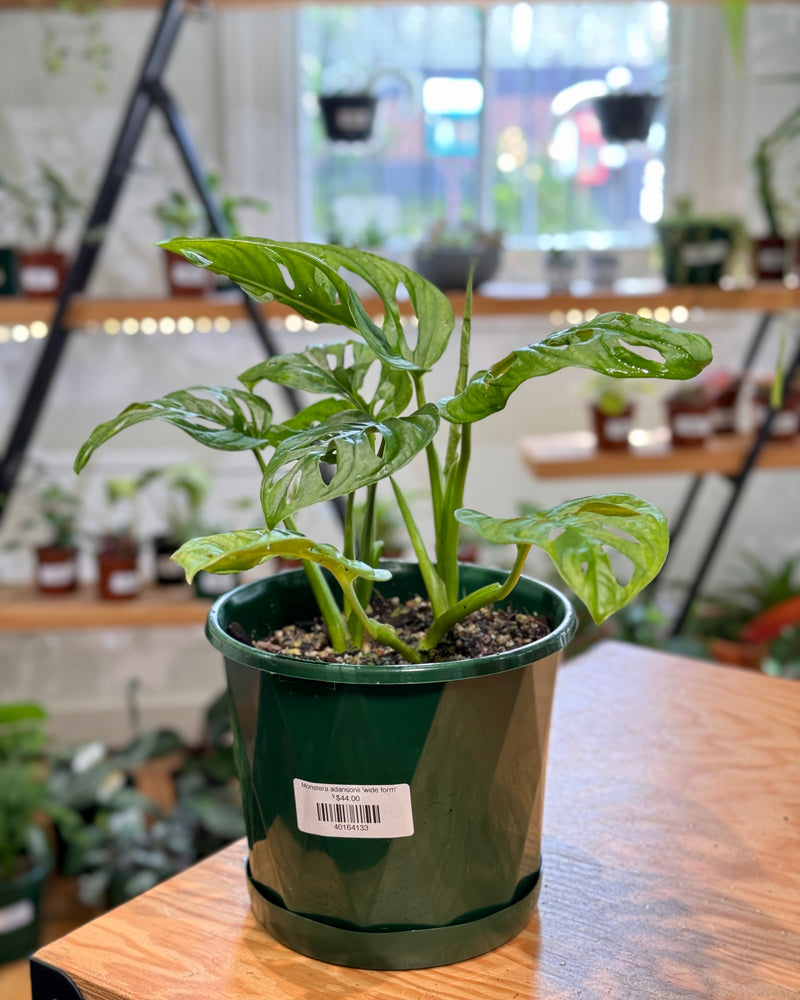 Monstera adansonii 'wide form'