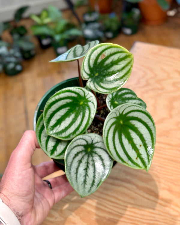 Peperomia argyreia 'Watermelon Peperomia'